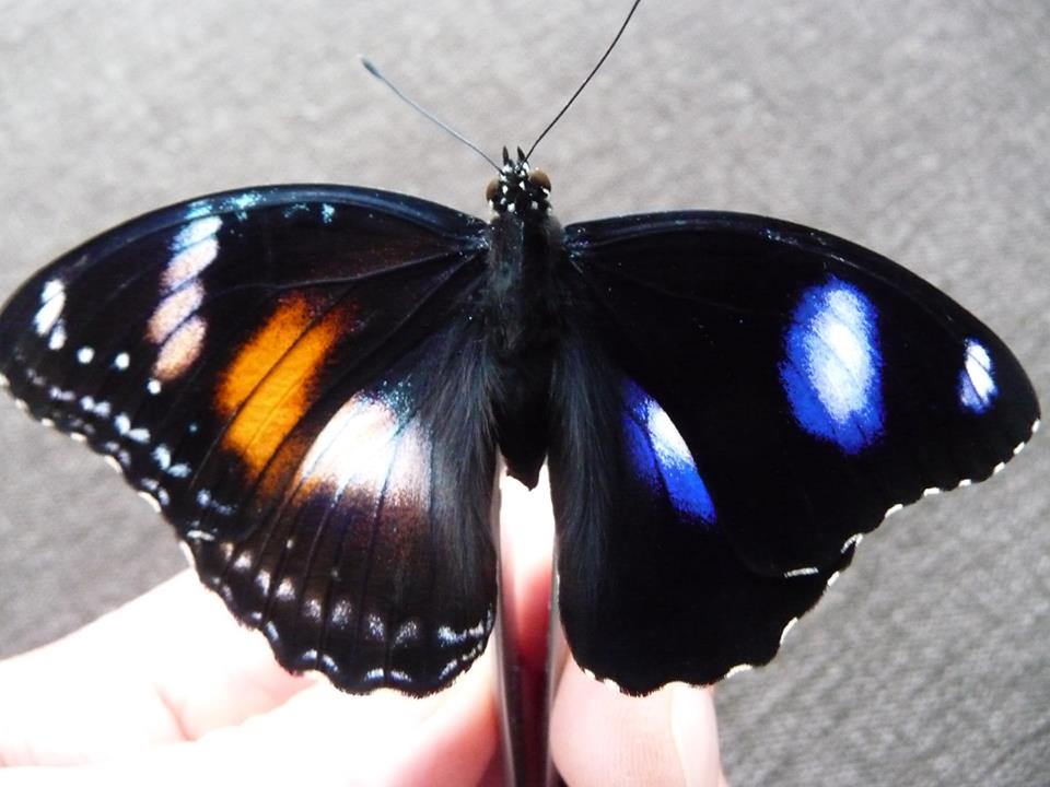 Hypolimnas bolina (gynandromorph, unmounted, Laurie Willis) (Internet Image property of respective owner, non-commercial use only)
